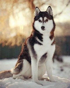 Adorable Husky Dog Paint By Number