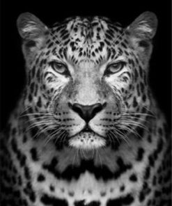 Black And White Leopard Paint By Number