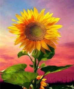 Blooming Sunflower Paint By Number