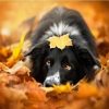 Border Collie Paint By Number