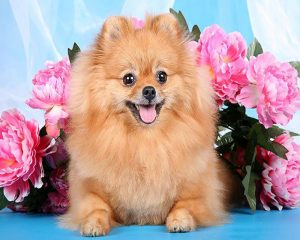 Brown Pomeranian Paint By Number
