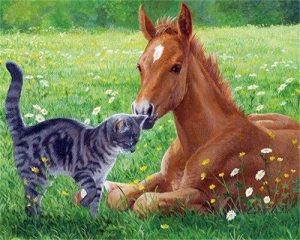 Cat And Horse Paint By Number