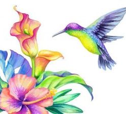 Colorful Hummingbird Paint By Number