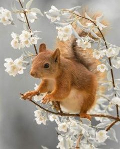 Cute Squirrel Paint By Number