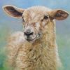 Cute Little Sheep Paint By Number