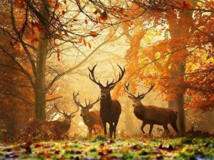 Deers In Autumn Forest Paint By Number