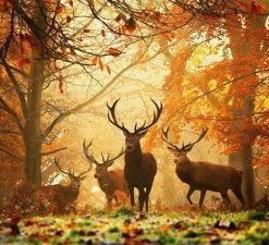 Deers In Autumn Forest Paint By Number