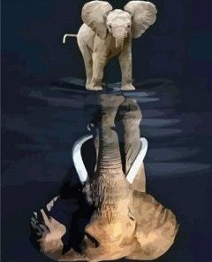 Elephant Reflection Paint By Number