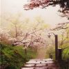 Cherry Blossom Garden Paint By Number