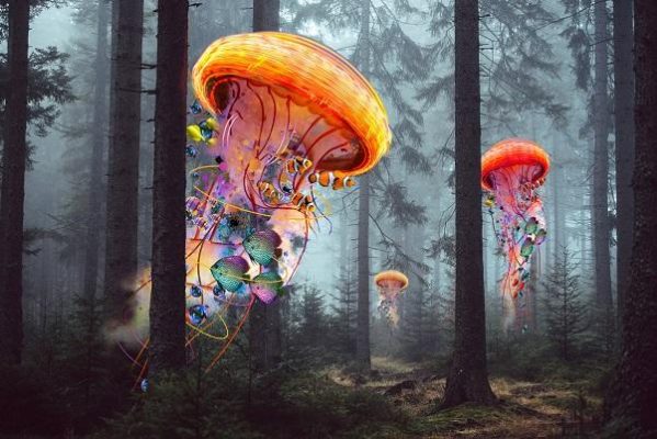 Jellyfish In Forest Paint By Number