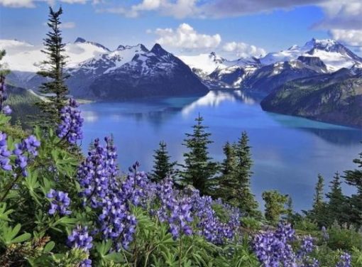 Lake Garibaldi Lupins Paint By Number