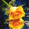 Orange Rose On Water Paint By Number