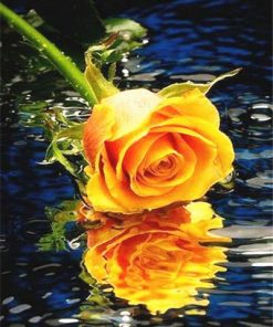 Orange Rose On Water Paint By Number