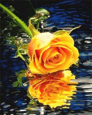 Orange Rose On Water Paint By Number