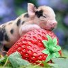 Pig On Strawberries Paint By Number