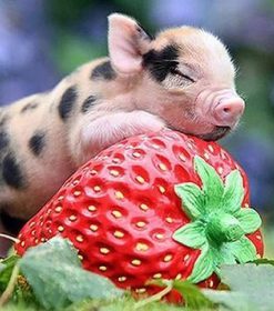 Pig On Strawberries Paint By Number