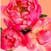 Pink Chinese Peonies paint by number