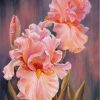 Pink Irises Paint By Number