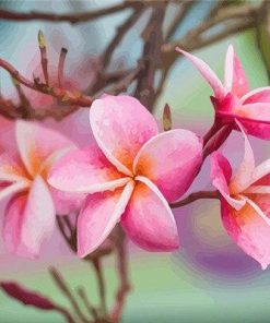 Pink Plumeria Flowers Paint By Number