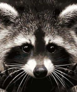 Raccoons Of Costa Rica Paint By Number