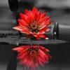 Red Black Flower On Water Paint By Number