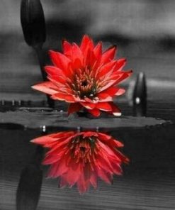 Red Black Flower On Water Paint By Number