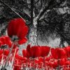 Black And White Red Tulips Paint By Number