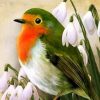 Robin Bird Paint By Number