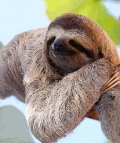 Sloth Laying On A Branch Paint By Number