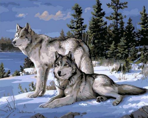 Snow Gray Wolves Paint By Number