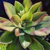 Succulents Plants Paint By Number