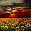 Sunflower Field Paint By Number