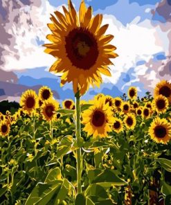 Sunflowers Field Paint By Number