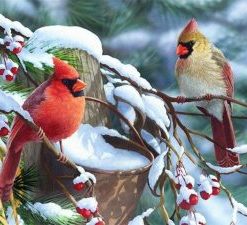 Winter Birds Paint By Number