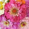 Zinnia Flowers Paint By Number