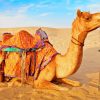 Camel In Desert paint by numbers