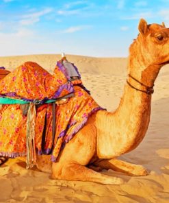 Camel In Desert paint by numbers