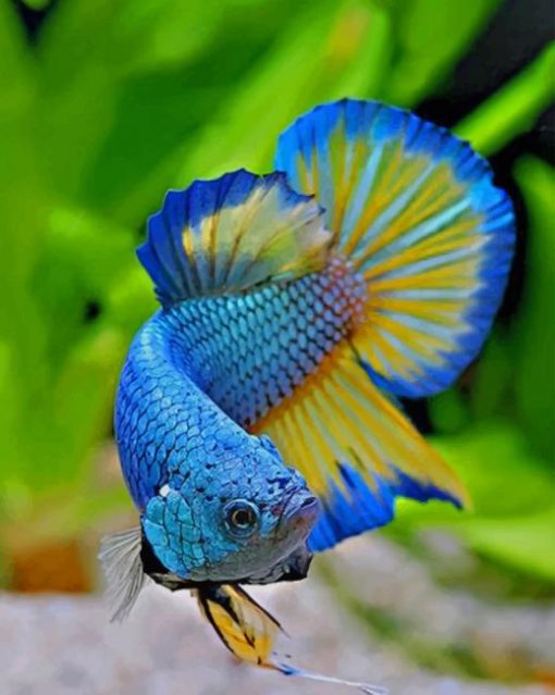 Betta Fish paint by numbers