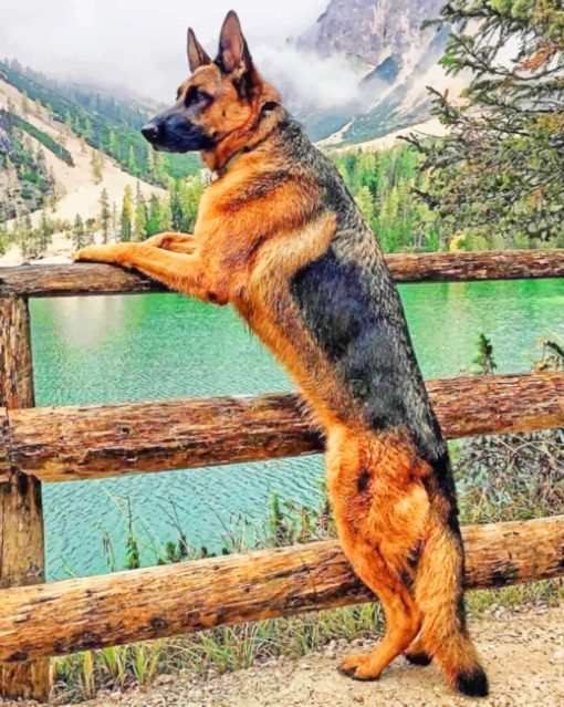 Majestic German Shepherd paint by numbers