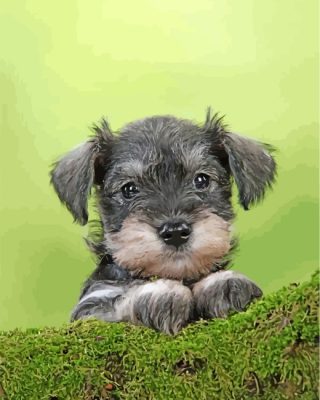 cute-schnauzer-paint-by-numbers