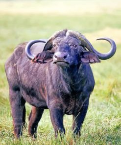 African-buffalo-animal-paint-by-numbers (1)