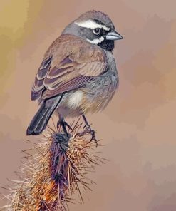 Black-throated-sparrow-paint-by-number
