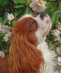 Cavalier-King-Charles-Spaniel-paint-by-number-510x639-1