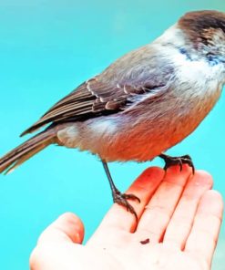 Sparrow Bird In Hand