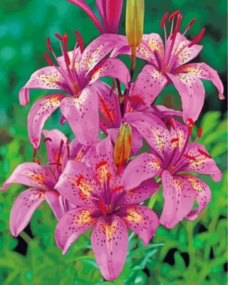 Tiger Pink Lilies Paint by numbers