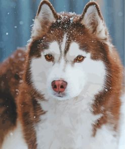 aesthetic-brow-husky-snow-paint-by-numbers