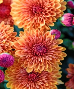 aesthetic-chrysanthemum-paint-by-numbers