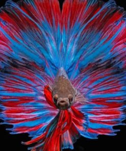 Betta Fish Paint by numbers