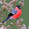 Bullfinch Bird Paint by numbers