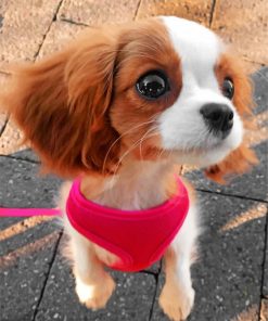 cavalier-puppy-outside-paint-by-number
